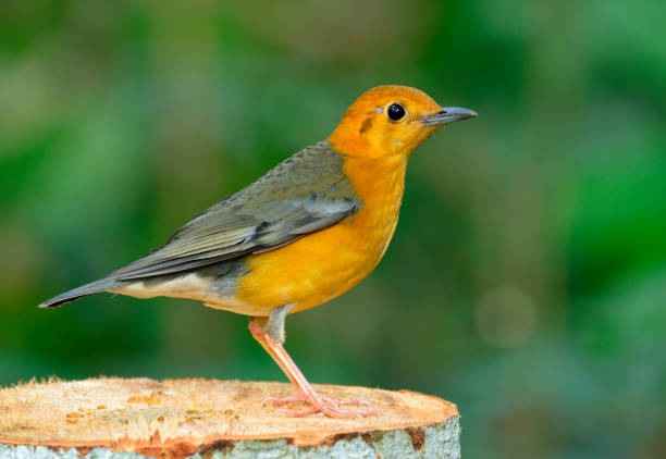 istock Orange-headed Thrush, beautiful yellow bird with grey wings in nature 641328638