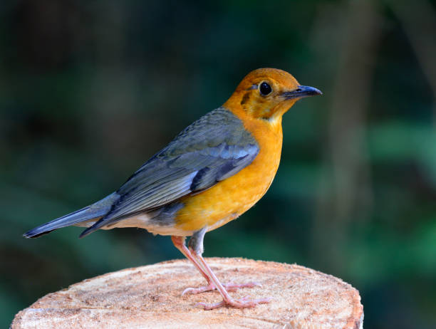 istock Orange-headed Thrush, beautiful yellow bird with grey wings in nature 641328668