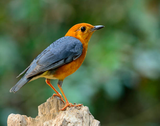 Orange-headed Thrush, beautiful yellow bird with grey wings in nature Orange-headed thrush (Geokichla citrina) beautiful chubby orange bird standing on the cut log showing back feathers details, exotic nature orange headed thrush bird stock pictures, royalty-free photos & images
