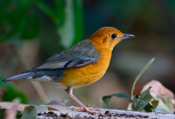 istock Orange-headed Thrush, beautiful yellow bird with grey wings in nature 641328694