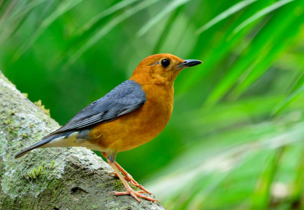 istock Orange-headed Thrush, beautiful yellow bird with grey wings in nature 641328698