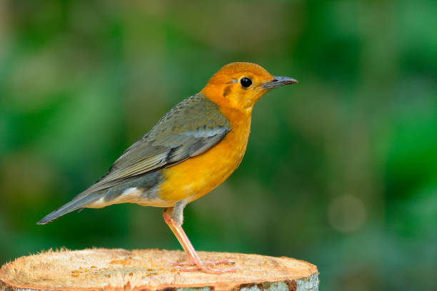 istock Orange-headed Thrush, beautiful yellow bird with grey wings in nature 641328796