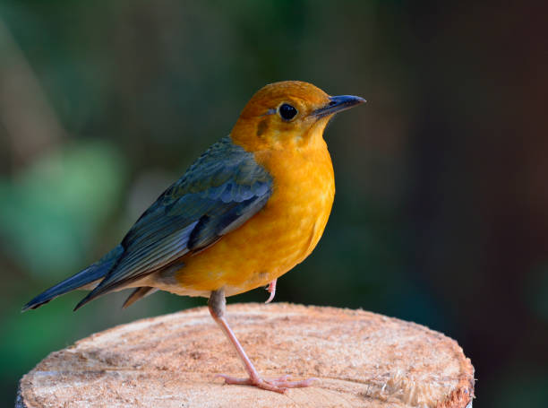 istock Orange-headed Thrush, beautiful yellow bird with grey wings in nature 641328804