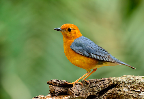 Orange-headed thrush (Geokichla citrina) beautiful chubby orange bird standing on the cut log showing back feathers details, exotic nature