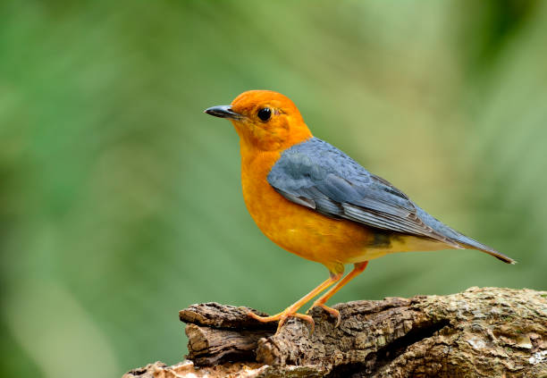 480+ Orange Headed Thrush Bird Stock Photos, Pictures & Royalty-Free Images - iStock