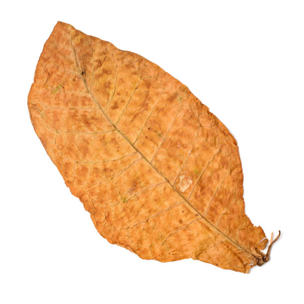 dry leaf tobacco closeup on the white background