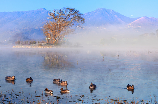 Pochard birds in the lake in misty morning