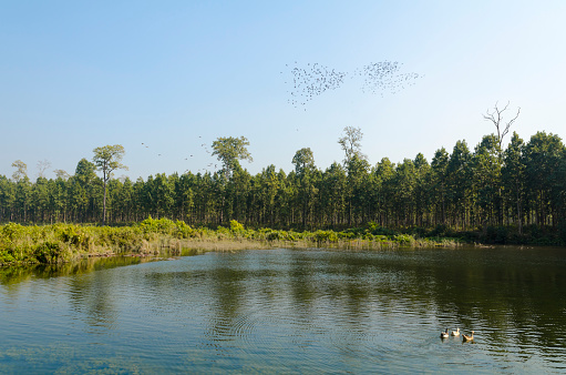 Wetland for migrating birds with common teals flying