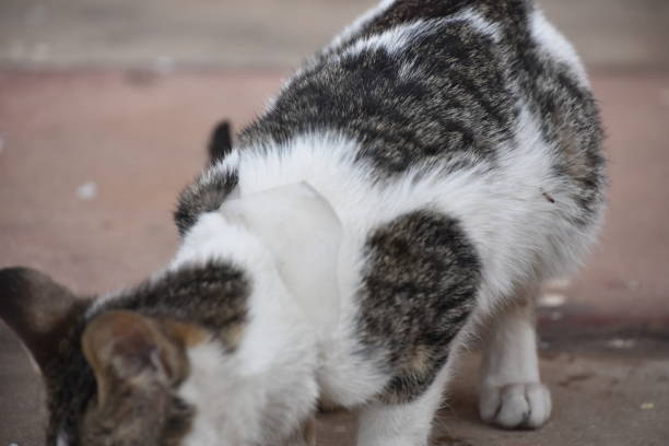 istock Street cat stuck in a plastic bag 641332042
