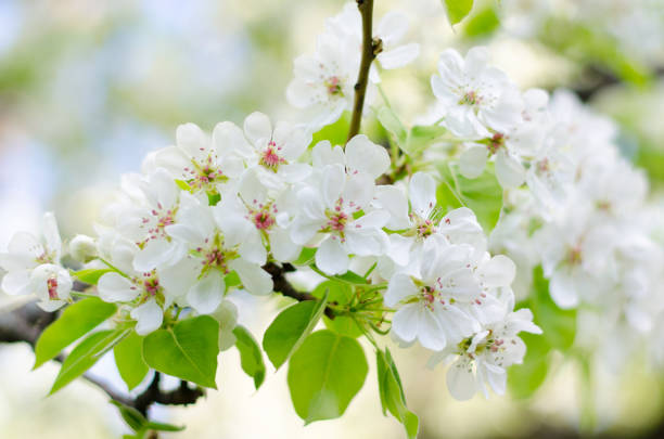 istock Closeup of blossoming cherry trees on a sunny spring day 641332280