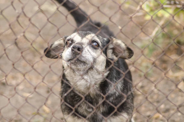 istock sad dog behind a fence 641334754