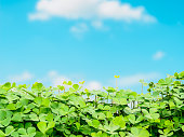 Selective focus clover leave and blue sky background, St.Patrick day background