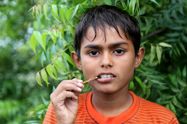 Keeping his teeth clean and healthy using datun Young boy cleaning teeth using a twig of Azadirachta indica called Neem. This is Traditional & healthier way to clean teed in Rural India. satun province stock pictures, royalty-free photos & images