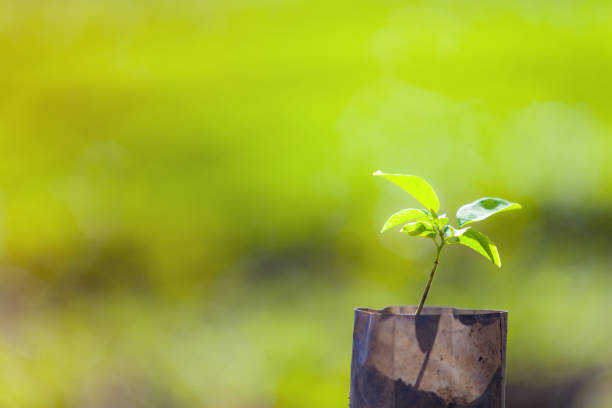 istock Agriculture. Growing plants of Custard apple seedlings. 641341434