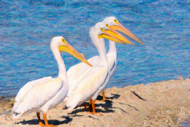 White_Pelicans in Nature stock photo