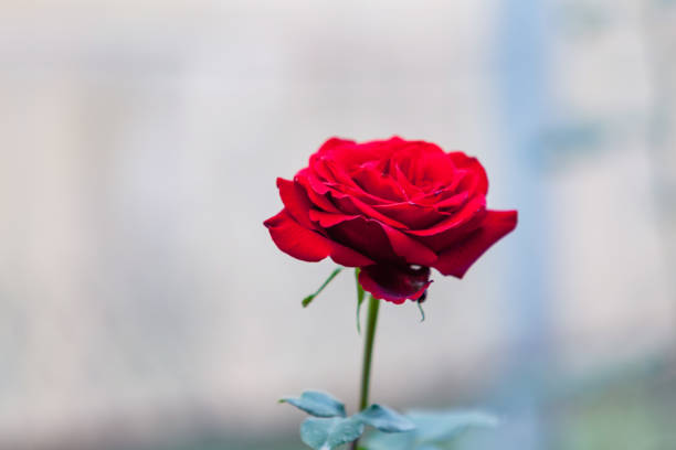 Nice Red Roses Image 300+ Redrose Stock Photos, Pictures & Royalty-Free Images - iStock