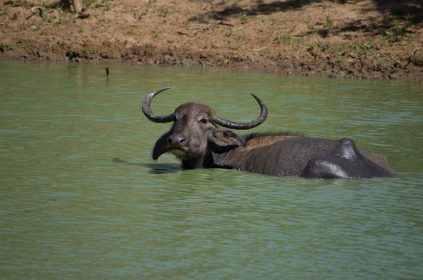 Búfalo del agua tomando un baño - foto de stock