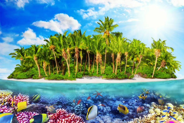 istock Tropical island in Ocean and beautiful underwater world. 641344014