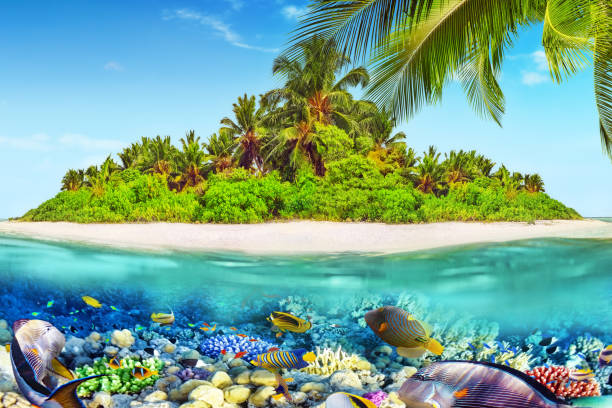 istock Tropical island in Ocean and beautiful underwater world. 641344038
