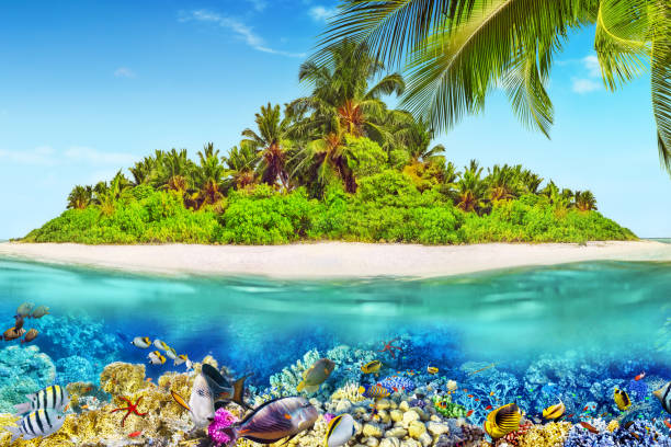 istock Tropical island in Ocean and beautiful underwater world. 641344046