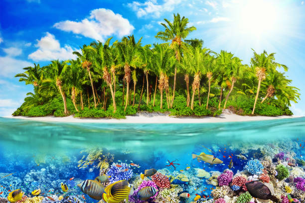 istock Tropical island in Ocean and beautiful underwater world. 641344084