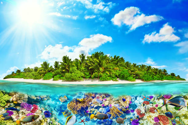 istock Tropical island in Ocean and beautiful underwater world. 641344106