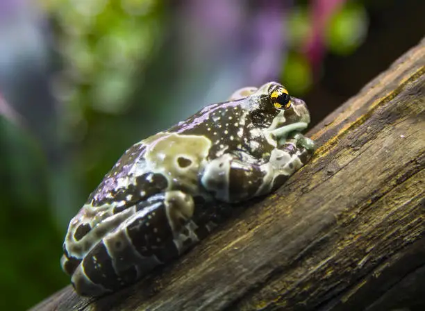 Photo of golden eyed tree frog siting on the branch