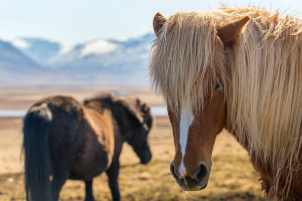 istock Icelandic horses with snow-covered mountains in background 641347620