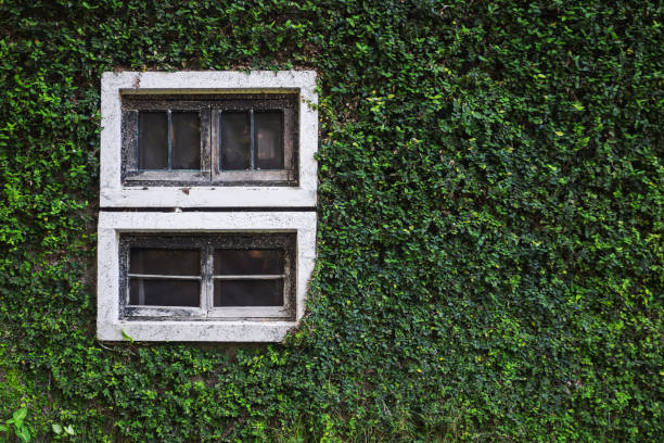 istock Old Wall With Window Overgrown with wild plant 641349400