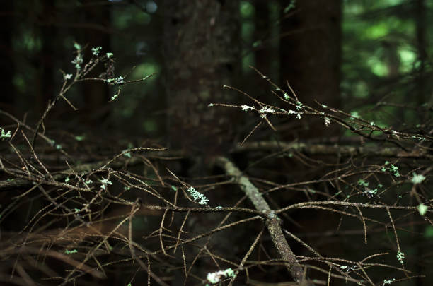 branches of the fir trees overgrown with moss,  natural background
