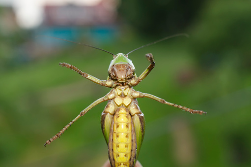 A praying mantis walking along a branch.