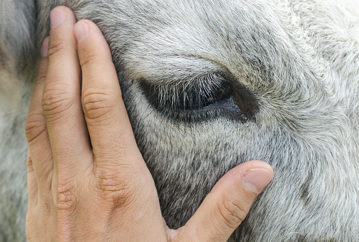 Hand stroking a cow, closeup cow eye