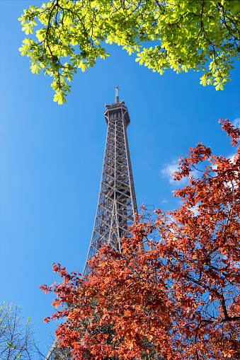 Paris, Eiffel tower on a bright day in Spring with green and red leaves in front