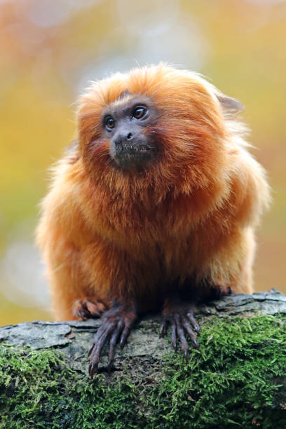 istock Golden lion tamarin 641351730