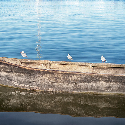 Seagulls standing on the boat in the sea