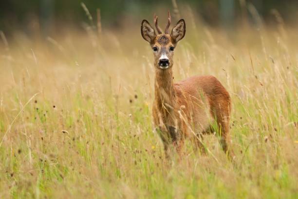 istock Young roe deer buck standing in the grass 641353692