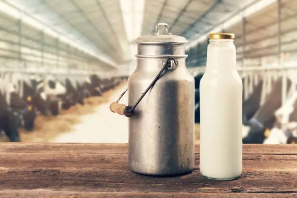 fresh milk bottle and old can on the table in cowshed