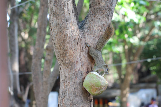 istock Wild Tree squirrel up side down eating gorging on some opened coconut 641354266