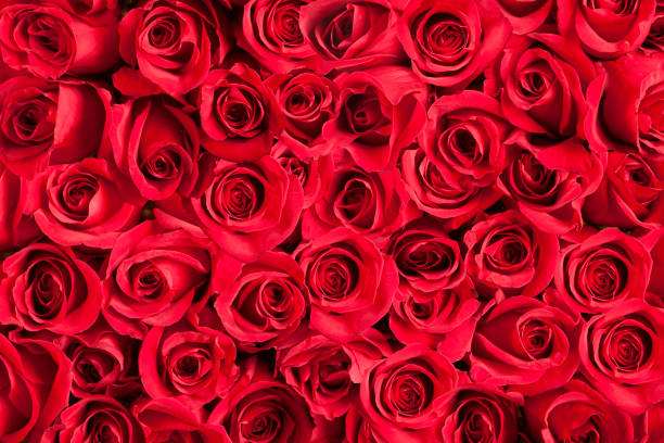 istock Background of Red Roses 641354376