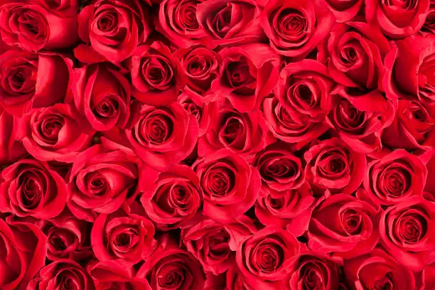 A mass of Red Roses forming a background