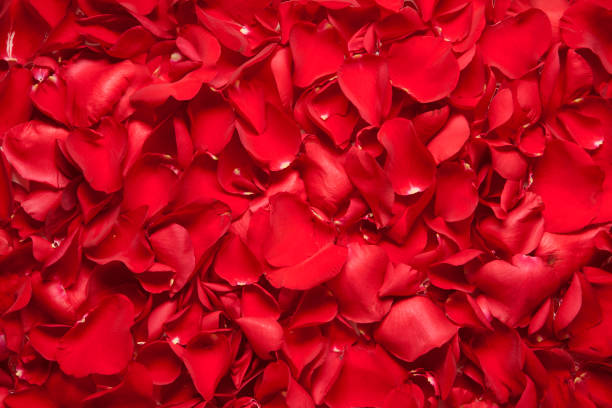 istock background of red rose petals 641354584