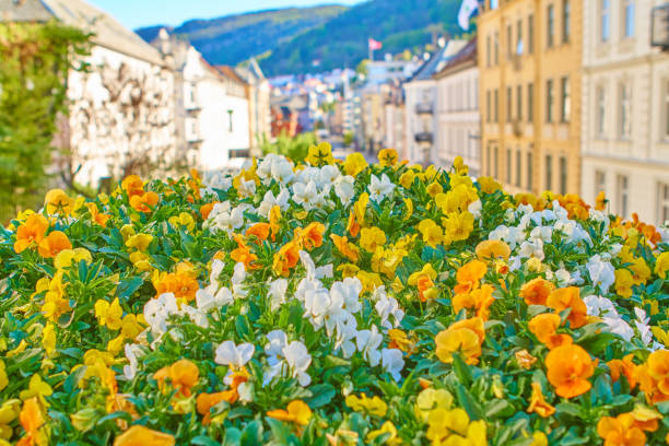 Flowers in Bergen's springtime day