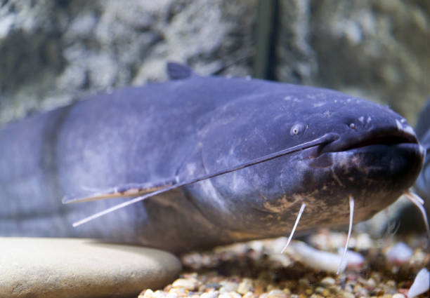 istock Blue catfish in aquarium near glass 641358652