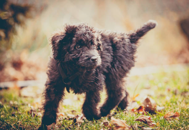 Newfoundland Poodle puppy explores the backyard.