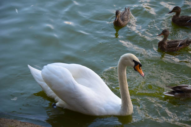 istock White swan swimming gently in still lake water 641364500