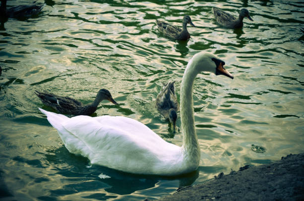 White swan swimming gently in still lake water ingreen light