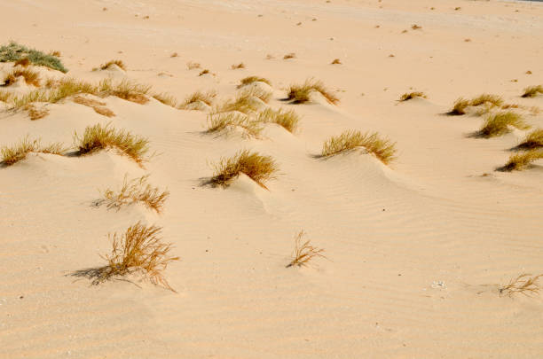 istock Desert landscape with small desert shrubs 641364664