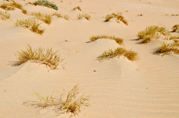 istock Desert landscape with small desert shrubs 641365062