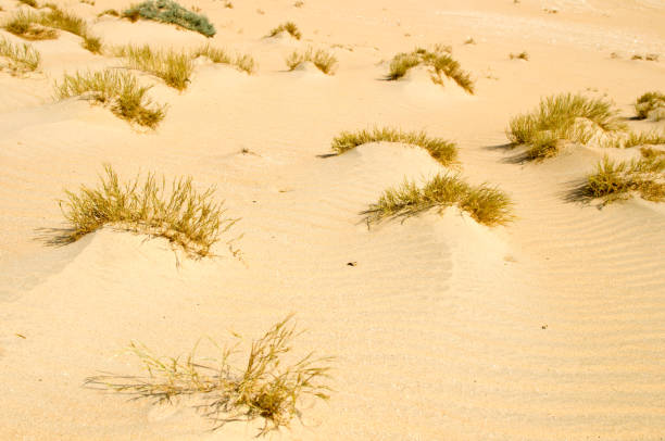 istock Desert landscape with small desert shrubs 641365076