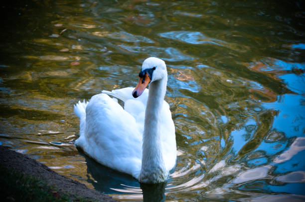 White swan swimming gently in still lake water ingreen light